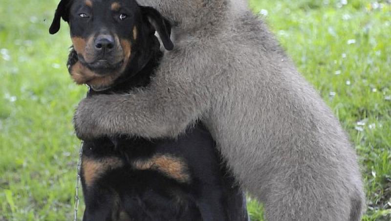 FOTO! Pui de urs brun, adus la un adapost din Harghita dupa ce fusese rapit in Slovenia