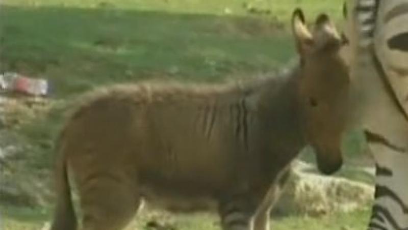 VIDEO! Vezi primul pui nascut dintre o zebra si un magar!