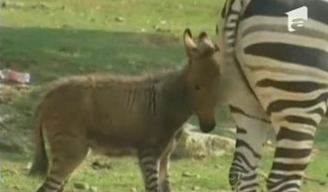 VIDEO! Vezi primul pui nascut dintre o zebra si un magar!