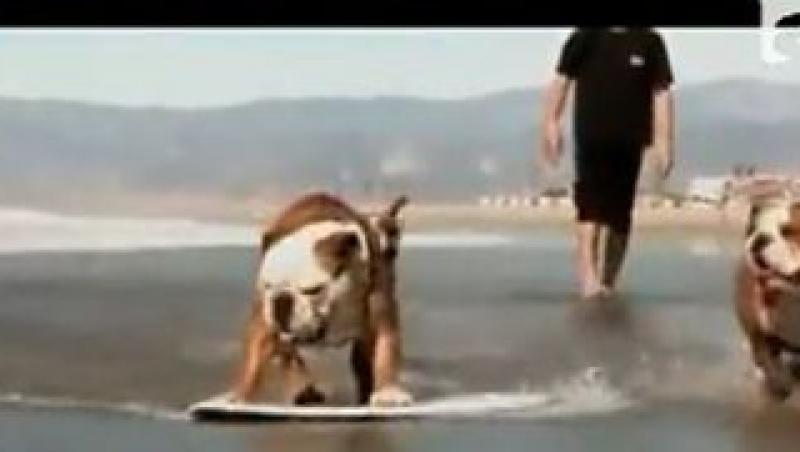 VIDEO! Vezi primul caine care stie sa faca surf!