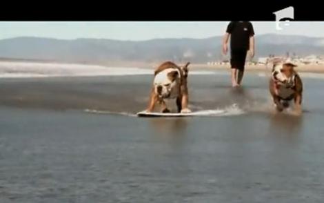 VIDEO! Vezi primul caine care stie sa faca surf!