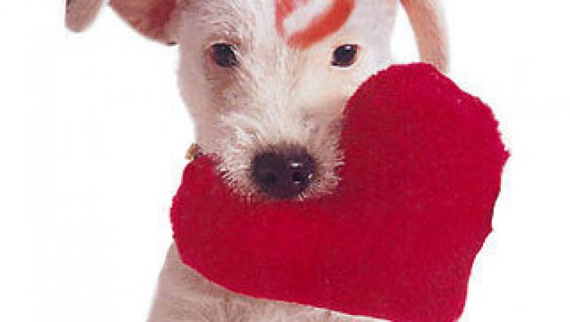 Despre afectiunile cardiace la animalele de casa