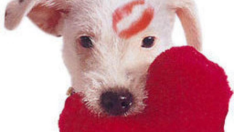 Despre afectiunile cardiace la animalele de casa
