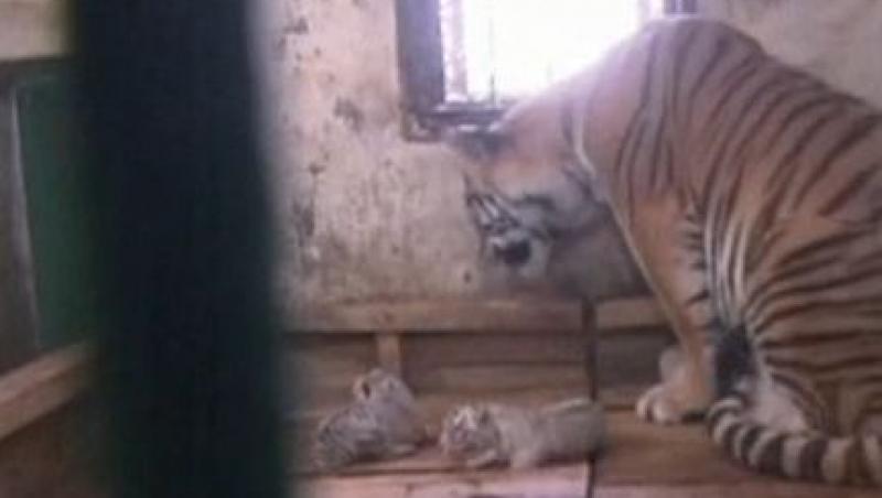 VIDEO! Cinci pui de tigru alb, adoptati de o alta tigroaica