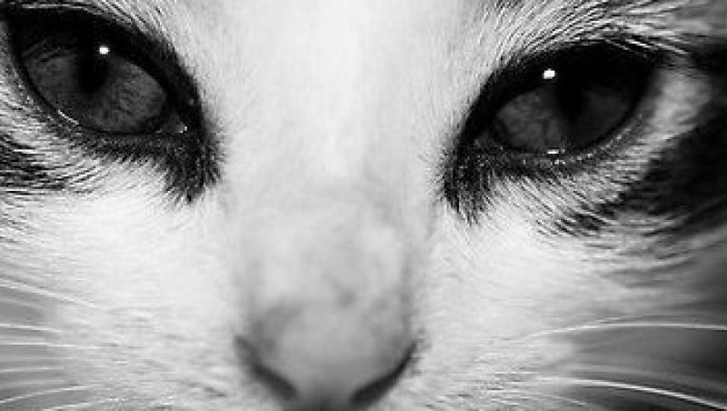 Ce ne spun ochii animalelor despre starea lor de sanatate
