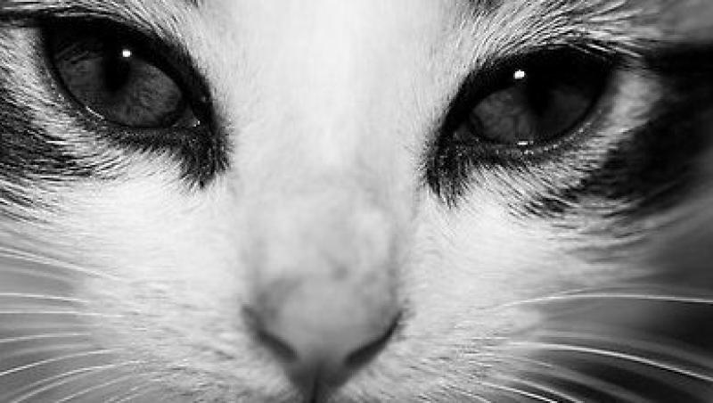 Ce ne spun ochii animalelor despre starea lor de sanatate