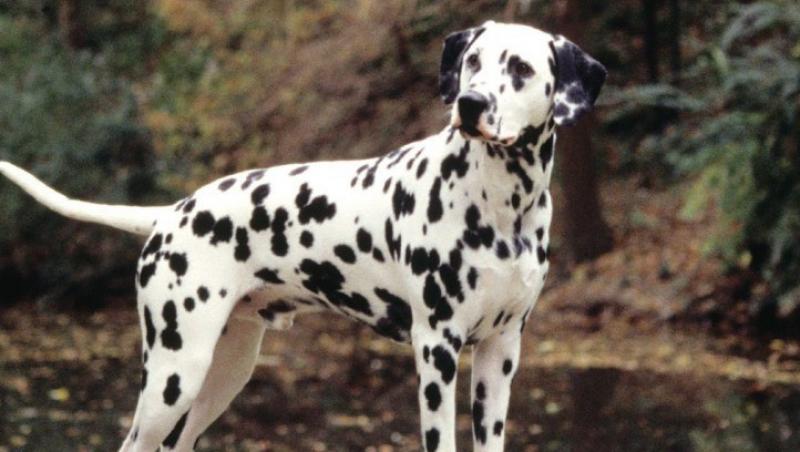 dalmatian pentru a da anti-îmbătrânire elvețian crema anti-imbatranire dermologie in magazine