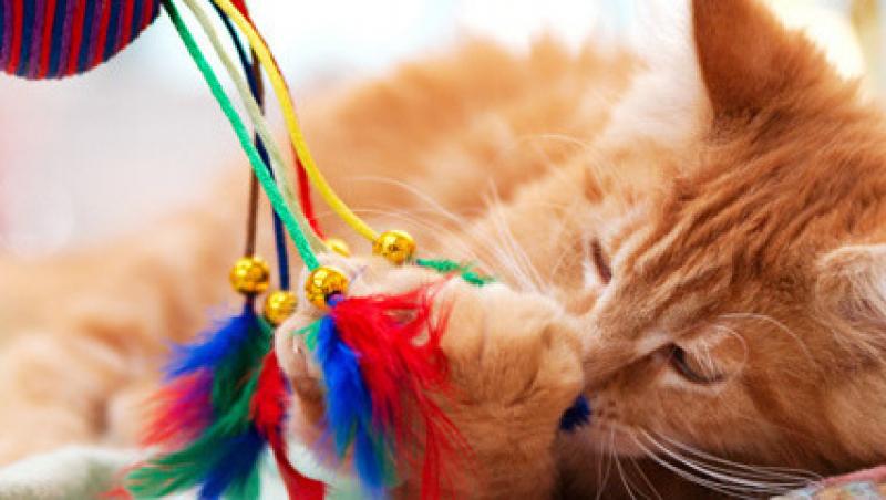 10 sfaturi pentru o casa cu pisici curata, placut mirositoare