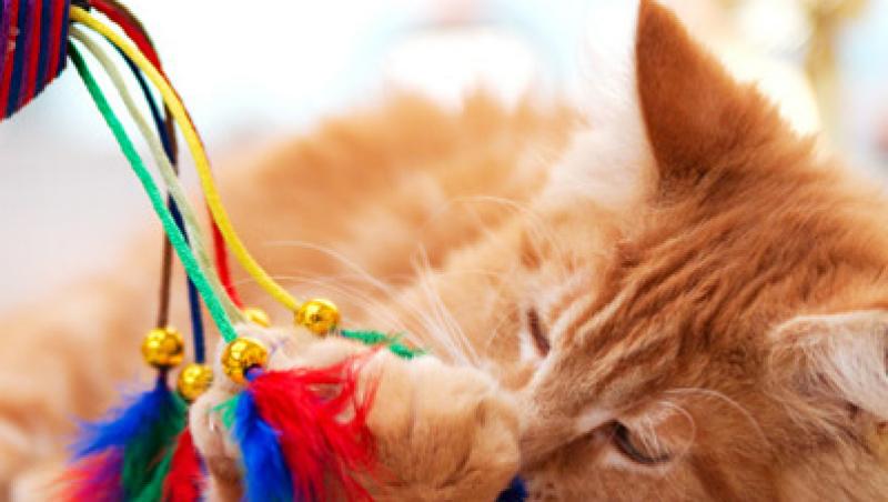 10 sfaturi pentru o casa cu pisici curata, placut mirositoare