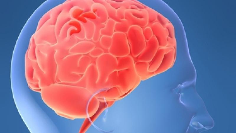 Studiu: Creierul uman si-a atins capacitatea maxima!