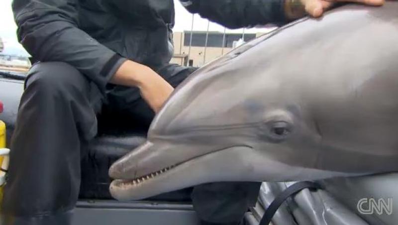 Americanii pregatesc delfini pentru razboi