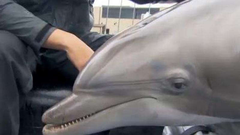 Americanii pregatesc delfini pentru razboi