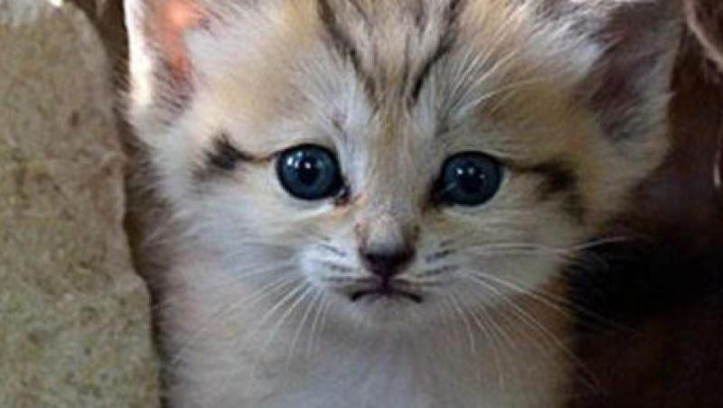 VIDEO! Renana, un pui de pisica dintr-o specie extrem de rara, s-a nascut la o gradina zoologica din Israel