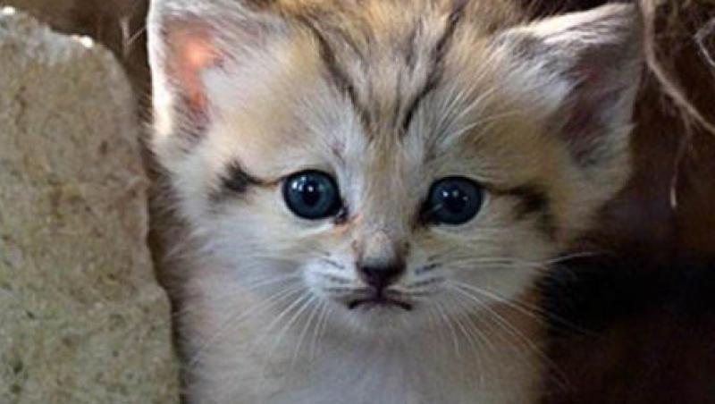 VIDEO! Renana, un pui de pisica dintr-o specie extrem de rara, s-a nascut la o gradina zoologica din Israel