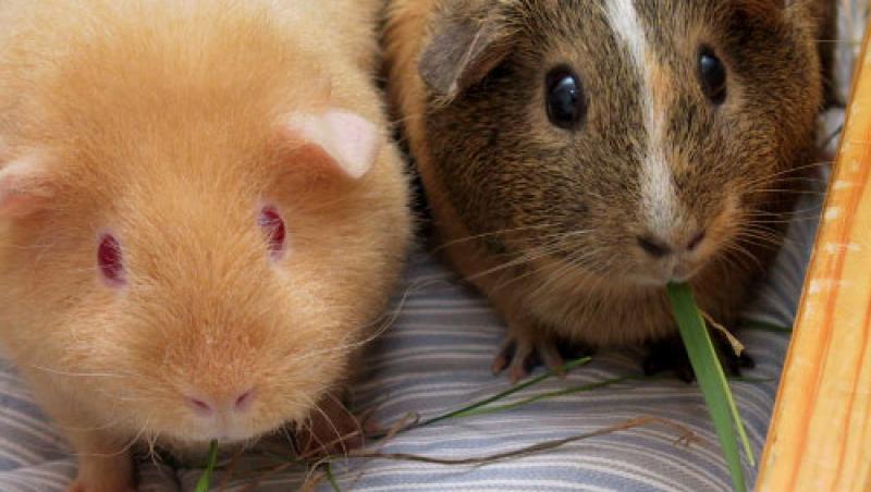 Porcusorul de guinea - un animalut de companie foarte sociabil