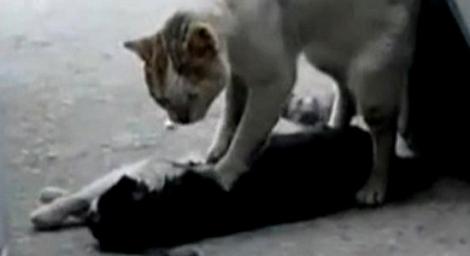 VIDEO! O pisica incearca sa isi resusciteze prietena