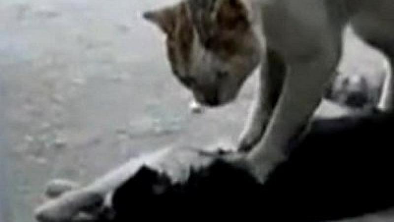 VIDEO! O pisica incearca sa isi resusciteze prietena