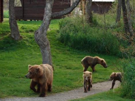 VIDEO! O femeie a ascultat la telefon cum patru ursi ii mananca fiica