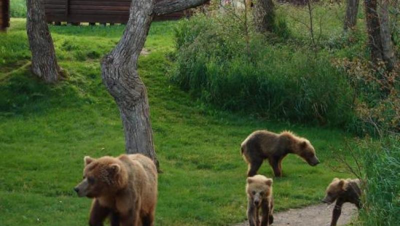 VIDEO! O femeie a ascultat la telefon cum patru ursi ii mananca fiica