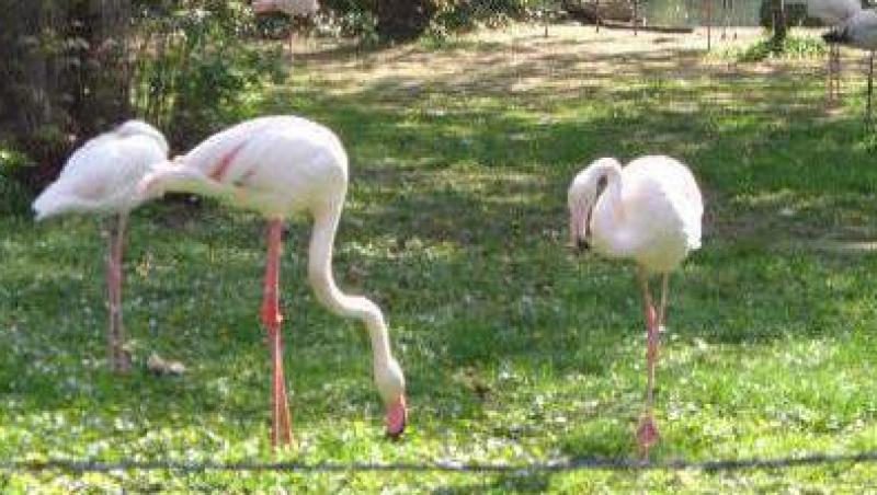 VIDEO! Sute de animale de la gradina zoologica Oradea, scoase la licitatie