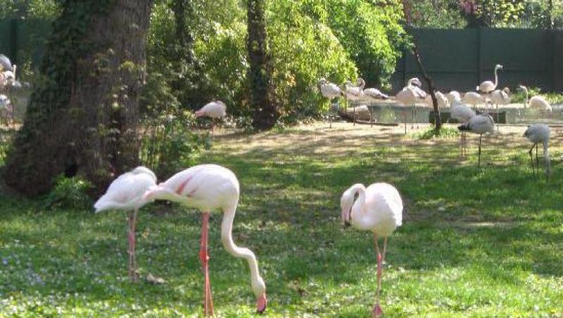 VIDEO! Sute de animale de la gradina zoologica Oradea, scoase la licitatie
