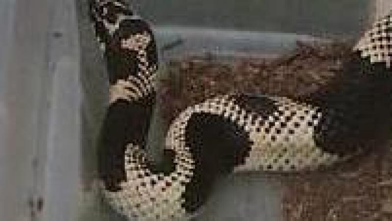 VIDEO! Un american ce traia cu 154 de serpi in casa, arestat dupa ce a fost muscat de una dintre reptile