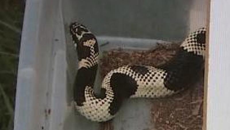VIDEO! Un american ce traia cu 154 de serpi in casa, arestat dupa ce a fost muscat de una dintre reptile