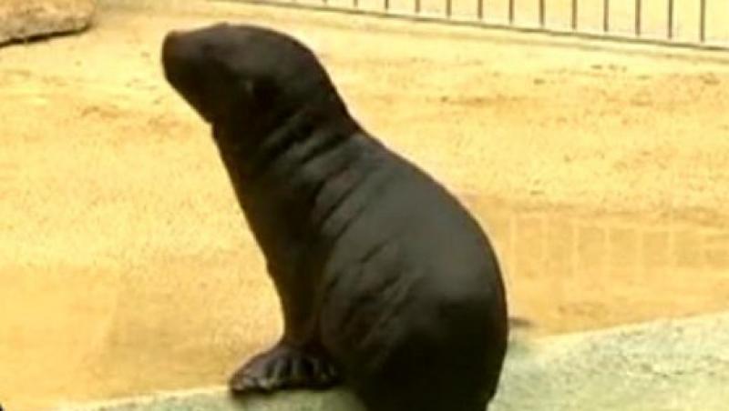 VIDEO! Un pui de foca ia lectii de inot