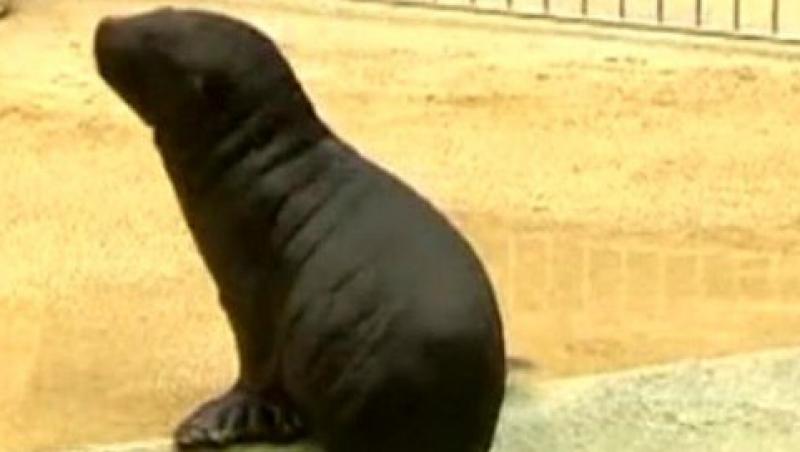 VIDEO! Un pui de foca ia lectii de inot
