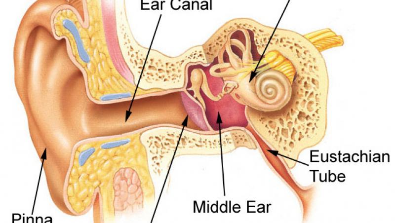 Nu neglija deficientele de auz - otoscleroza