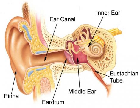 Nu neglija deficientele de auz - otoscleroza