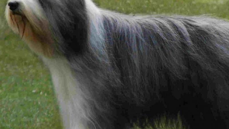 Bearded Collie - un caine blanos si afectuos