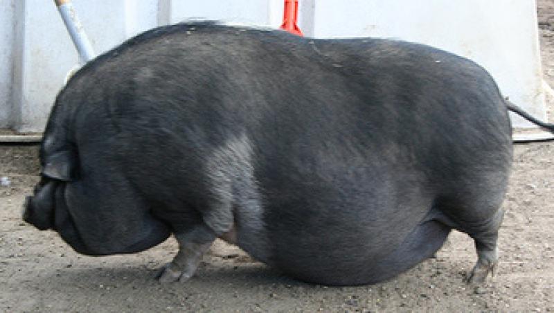 VIDEO! Un porc a fost pus la regim de catre familia adoptiva!