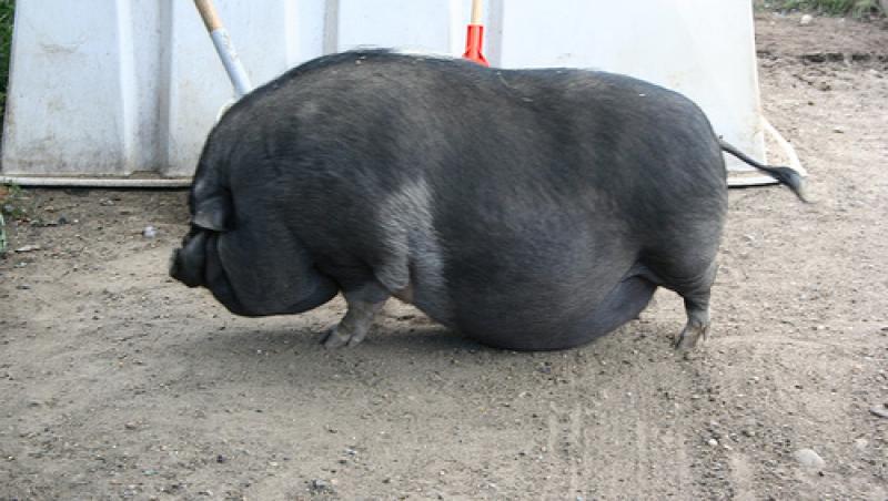VIDEO! Un porc a fost pus la regim de catre familia adoptiva!