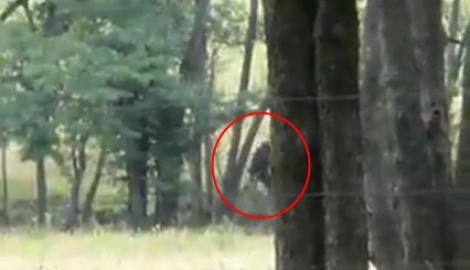 VIDEO! SUA: Bigfoot si-a facut din nou aparitia
