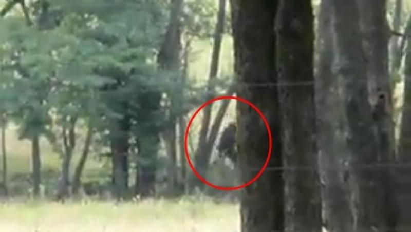 VIDEO! SUA: Bigfoot si-a facut din nou aparitia