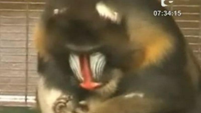 VIDEO! Marea Britanie: O maimuta stie sa-si faca pedichiura