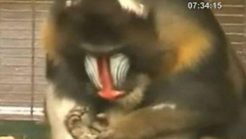 VIDEO! Marea Britanie: O maimuta stie sa-si faca pedichiura