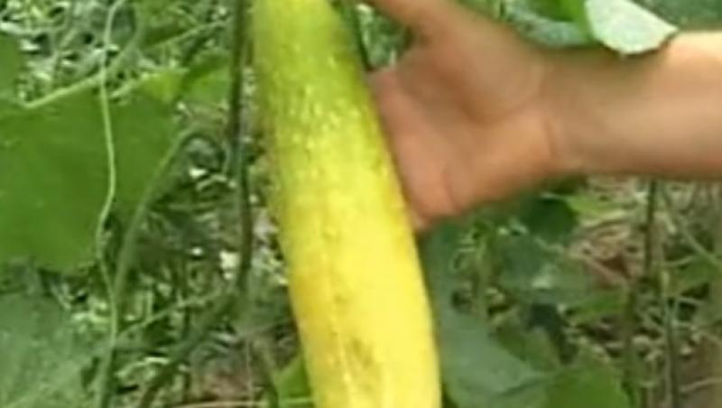 VIDEO! GAC, leguma minune care previne cancerul