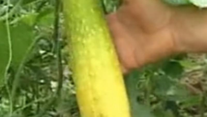VIDEO! GAC, leguma minune care previne cancerul