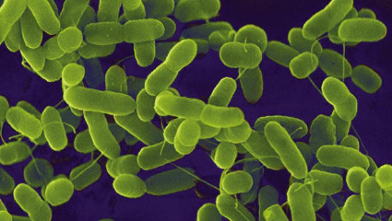 Copenhaga: Apa potabila din cateva zone, contaminata cu bacteria E.coli