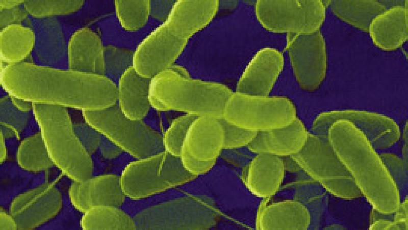 Copenhaga: Apa potabila din cateva zone, contaminata cu bacteria E.coli