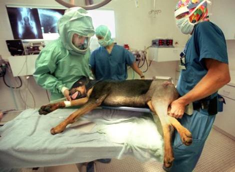 VIDEO! In SUA pana si cainii merg la chirurgie estetica!
