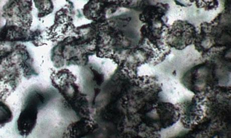 Australia: Au fost descoperite cele mai vechi fosile din lume