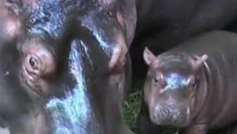 VIDEO! Cehia: Un hipopotam a avut parte de o petrecere de botez