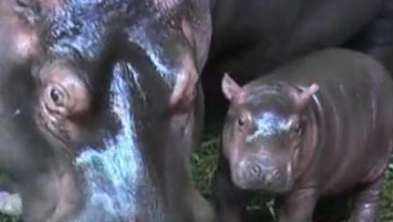 VIDEO! Cehia: Un hipopotam a avut parte de o petrecere de botez