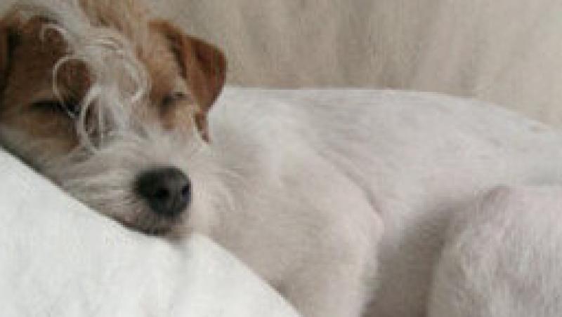 10 caini mici cu personalitati mari: Parson Russell Terrier - Atletul (II)