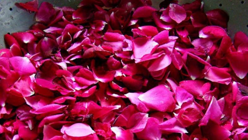 Petalele de trandafir, un remediu natural impotriva multor probleme de sanatate