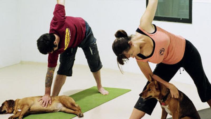 VIDEO! Si cainii pot face yoga!