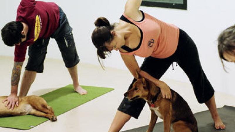 VIDEO! Si cainii pot face yoga!
